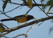 Golden-winged Cacique