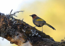 Golden-winged Laughingthrush