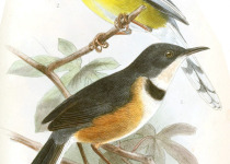 Golden-winged laughingthrush