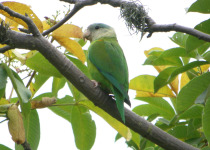 Golden-winged Parakeet
