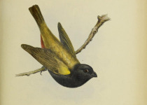 Golden-winged Saltator