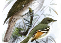 Golden-winged Tody-Flycatcher