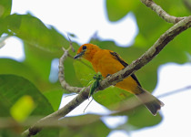 Golden-winged Warbler