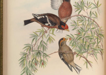 Golden-winged Warbler