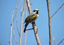Golden-winged Warbler
