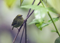 Golden-winged Warbler