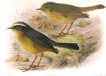 Goodfellow's Woodpecker