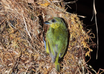 Gould's Euphonia