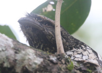 Gould's Frogmouth
