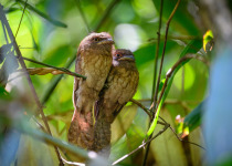 Gould's Frogmouth