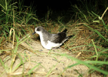 Gould's Petrel