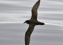 Gould's Petrel