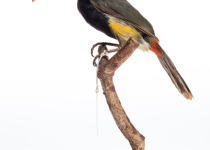 Gould's Toucanet