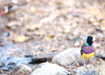 Gouldian Finch