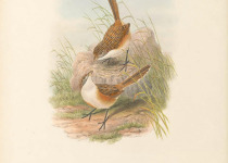 Goyder's Grasswren