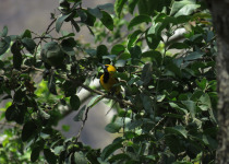 Grace's Oriole