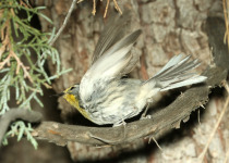 Grace's warbler