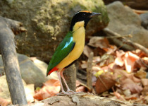 Graceful Pitta