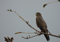 Grasshopper Buzzard