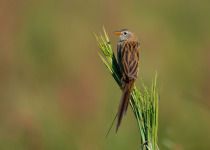 Grassland Sparrow