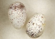 Gray-breasted Martin