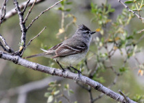 Gray-capped Tyrannulet