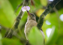 Gray-cheeked Bulbul