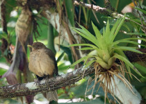 Gray-cheeked Thrush
