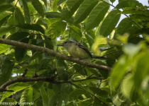 Gray-chested Greenlet
