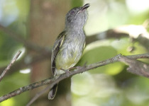 Gray-collared Becard