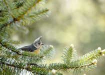 Gray-crested Tit