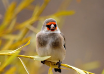 Gray-crowned Rosy-Finch