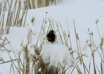 Gray-crowned Rosy-Finch