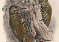 Gray-crowned Woodpecker