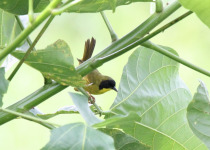Gray-crowned Yellowthroat