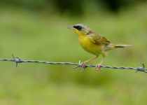 Gray-crowned Yellowthroat