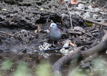 Gray-fronted Quail-Dove