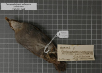 Gray-headed Bullfinch