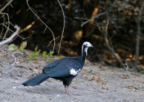 Gray-headed Chachalaca