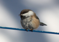 Gray-headed Chickadee