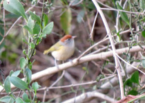 Gray-headed Greenlet