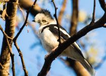 Gray-headed Helmetshrike
