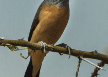 Gray-headed Oliveback