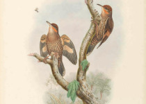 Gray-headed Whistler