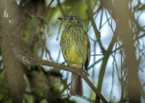 Gray-hooded Flycatcher