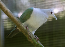 Gray Imperial Pigeon