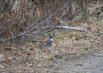 Gray Jay