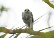 Gray-lined Hawk