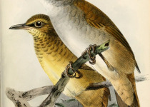 Gray's Grasshopper Warbler