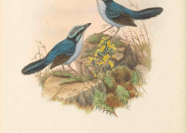 Gray's Warbler Finch